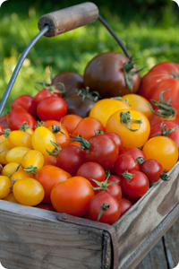 Tomates anciennes